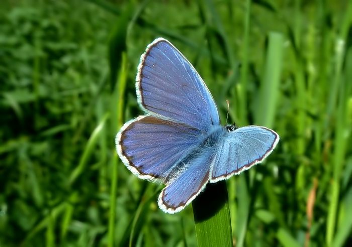 Farfalle della Val Nerina (e dintorni)